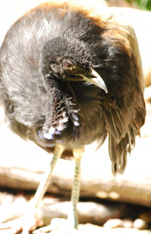 Common Gray-winged Trumpeter
