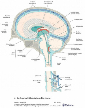 Diagram of Brain in Cerebrospinal Fluid Circulation