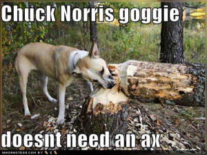 Funny Pictures Chuck Norris Jokes Clean Picture