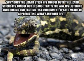 Lizard quote #1