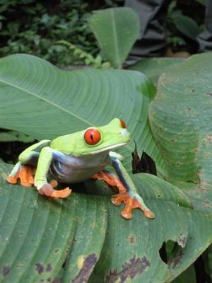 students visiting the tropical rainforests of jamaica st lucia costa ...