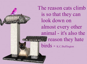 cat quotes