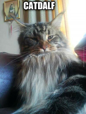 Tags: Cat , Gandalf , LOTR , Movie