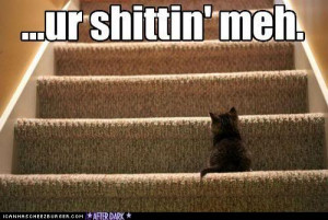 Funny As Hell Cat Pictures /funny-pictures-oh-hell-no