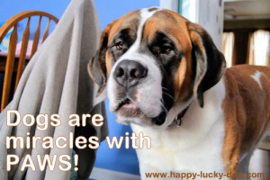 Dog quotes and sayings you'll absolutely love! Words of wisdom to ...