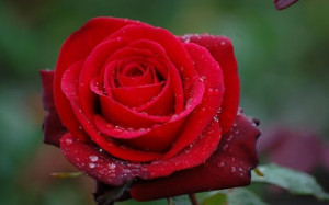 For those days when you just want a Rose. Here is Red Roses Live ...