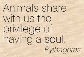 pythagoras quotes - Google Search
