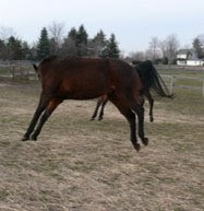 WHEN YOU FALL OFF YOUR HORSE....