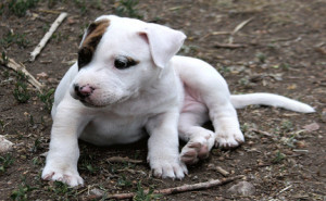 Famous Quotes About Pit Bulls Famous quote to pit bulls: