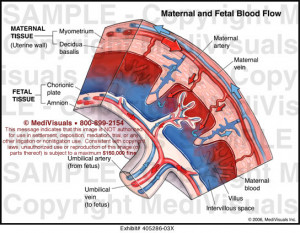 Maternal Fetal Blood Flow