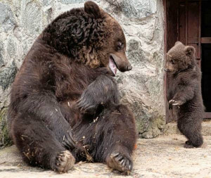 Angry Mother Bear Photos