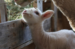 cute, lamb, sheep
