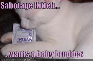 funny pictures white cat bites condom jpg