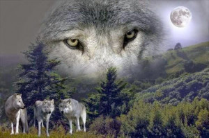 White Wolf: Women Who Run With the Wolves (Video)