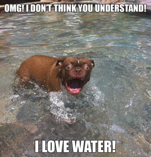 Funny Dog Pics Funny Pics of Anything With Captons for Fb For Kids ...
