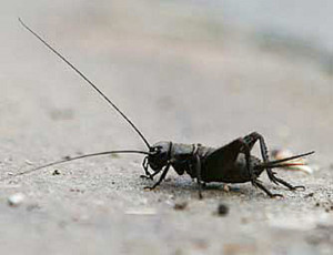 Insect Cricket Pic
