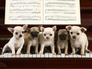 Funny Sayings Cute Animals Chihuahua Concerto Make You Smile Keep ...