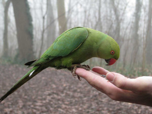 green parrots pics