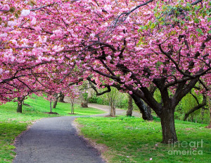 Colorful Flower Tree Vivid Photograph