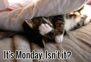 It is monday, Isn’t it? Funny monday cat picture.