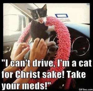 MEME-Driving-cat.jpg