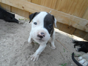 12344d1341202975-cannot-identify-father-pit-bull-litter-pictures ...