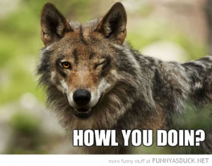 ridiculously photogenic wolf animal wink howl you doing funny pics ...