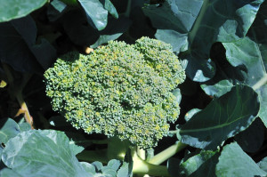 broccoli detail photo 300x199 Bushels of Broccoli from my Vegetable ...
