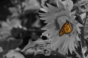Monarch On Sunflower Black And White Photograph