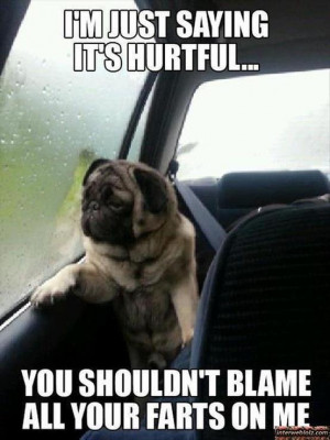 Blame Your Farts On The Dog – Funny Dog Picture
