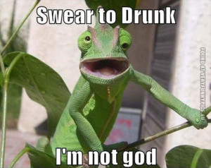 Funny Pictures | animals | Drunk chameleon