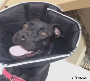 Dog disapproval face