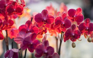 Orchid-flower-HD-stock-photos-editable-for-greetings.jpg