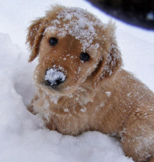 ... winter holiday cold puppy seasonal december snowy golden retriever