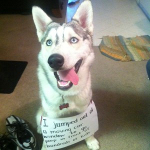 funny dogs getting in trouble funny dogs getting in trouble funny dogs ...
