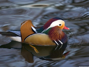 Waterfowl HD Images, Pictures, Photos, HD Wallpapers