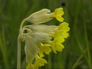 Cowslip Yellow Breeze Blossom Spring Season Day Stock Footage