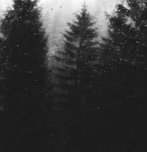 black and white, forest, nature, rain, raining, trees, woods