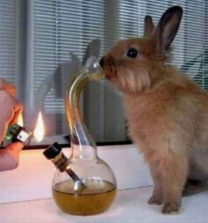 animals weed cannabis bong 420 stoner easter session wpd