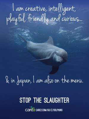 The Cove Taiji Japan Dolphin Slaughter