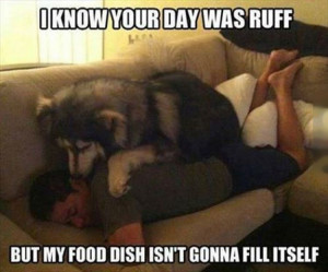 ruff_day_funny_picture