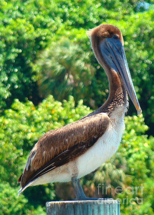 Brown Pelican photograph by Nancy L. Marshall - Eastern Brown Pelican ...