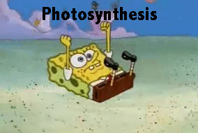 Funny Spongebob Quotes