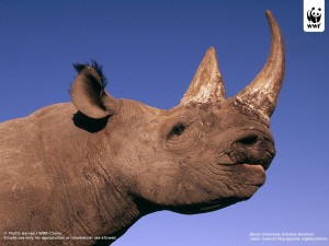 Black rhinoceros (Diceros bicornis) / ©: Martin Harvey / WWF