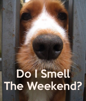 do-i-smell-the-weekend.png