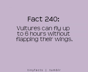 Vultures can fly up to 6 hours without flapping their wings. – Fact ...