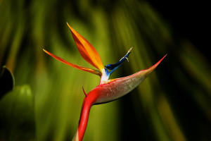 bird-of-paradise-bright-h-bonita-hensley.jpg