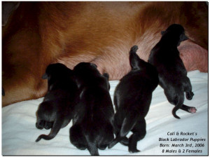 Labrador Puppies Review And
