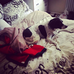 ... collie #springer #crossbreed #puppy #cute #bed #Loveher