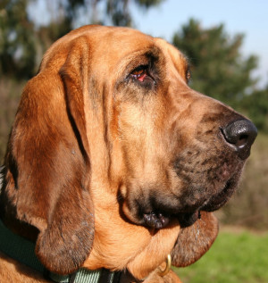 Bloodhound Big Dog Breeds Jobspapa